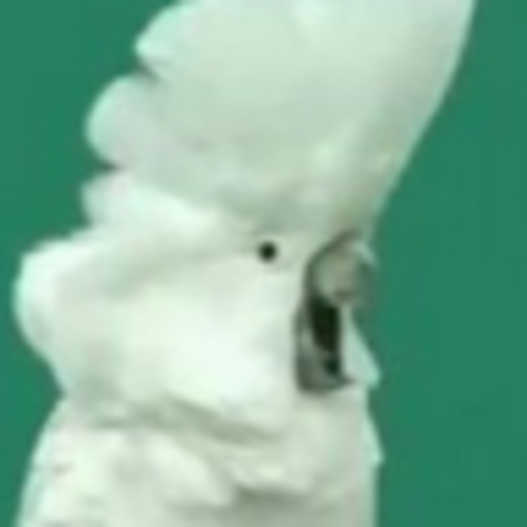 hubungus